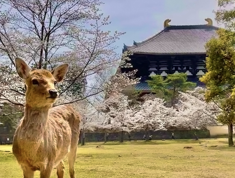 和鹿彩別邸 周边景点