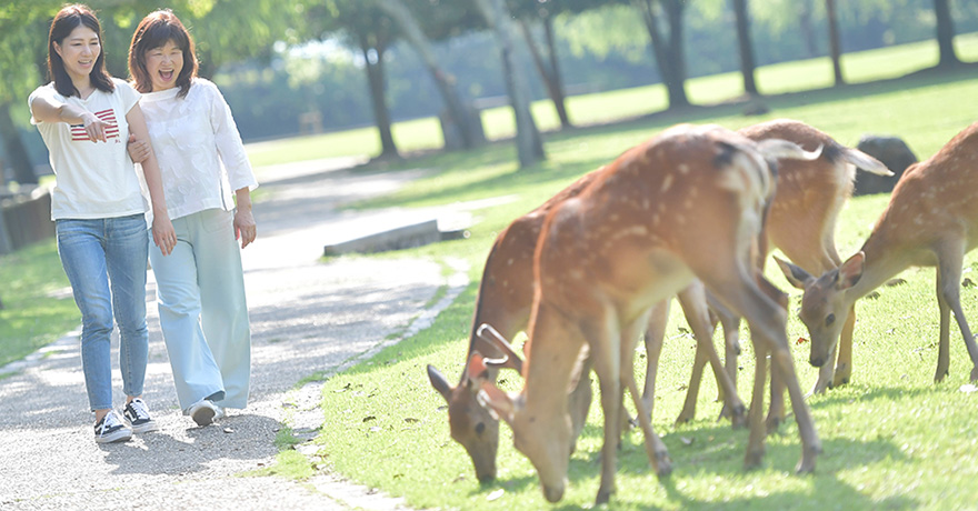 Nara Park area