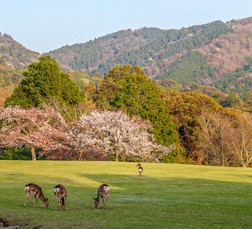 Nara Park