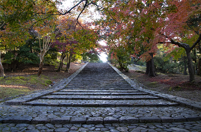 Nekodan (Cat Stairway)