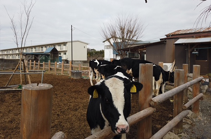 Uemura Farm