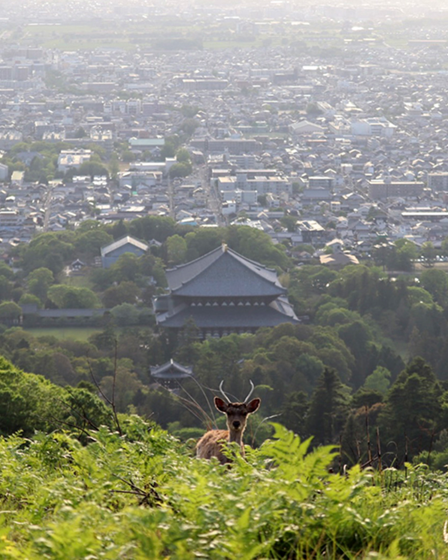 若草山