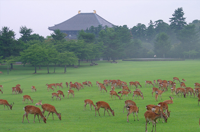 奈良公園